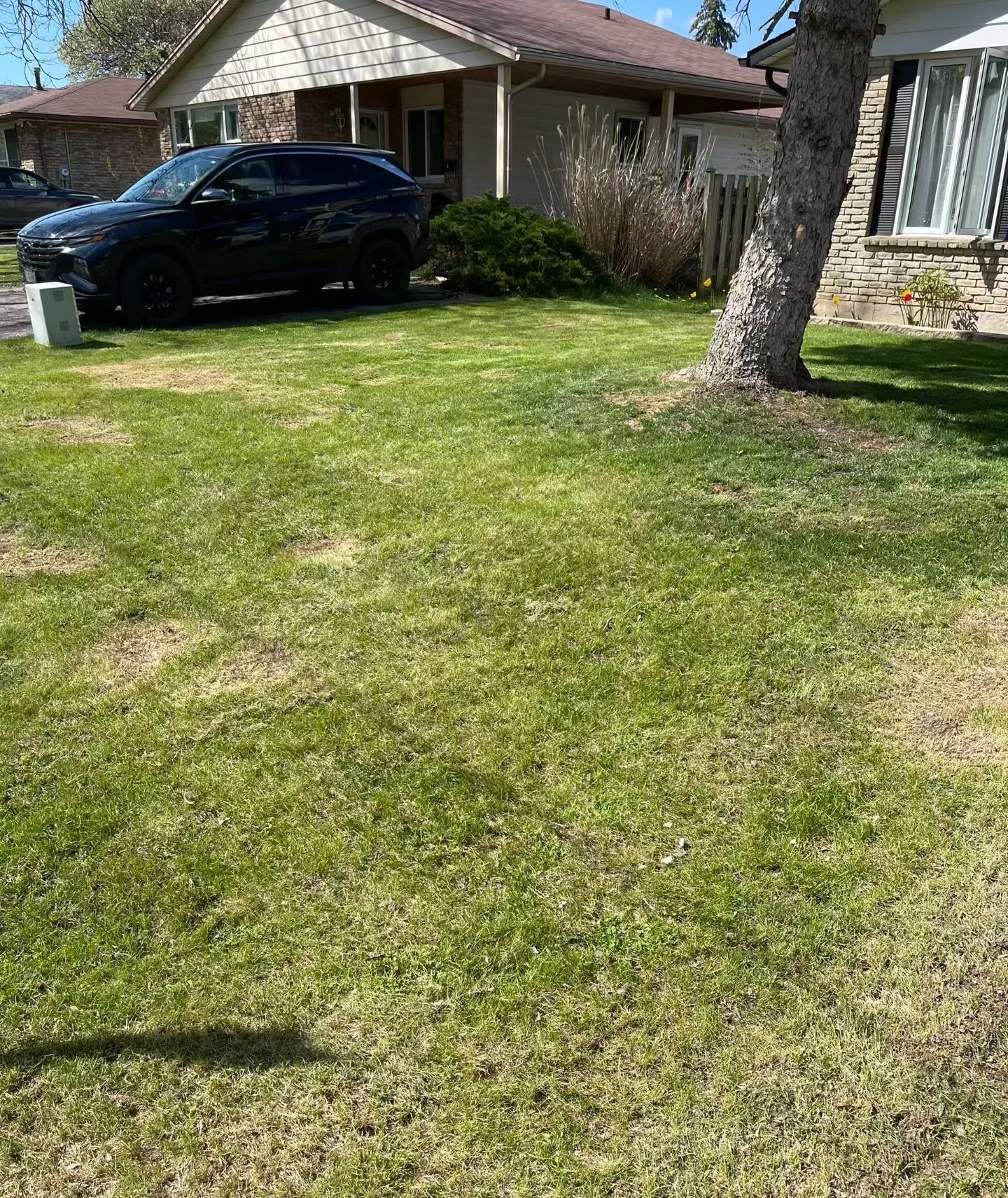 Front lawn mid-recovery with patches of new green growth