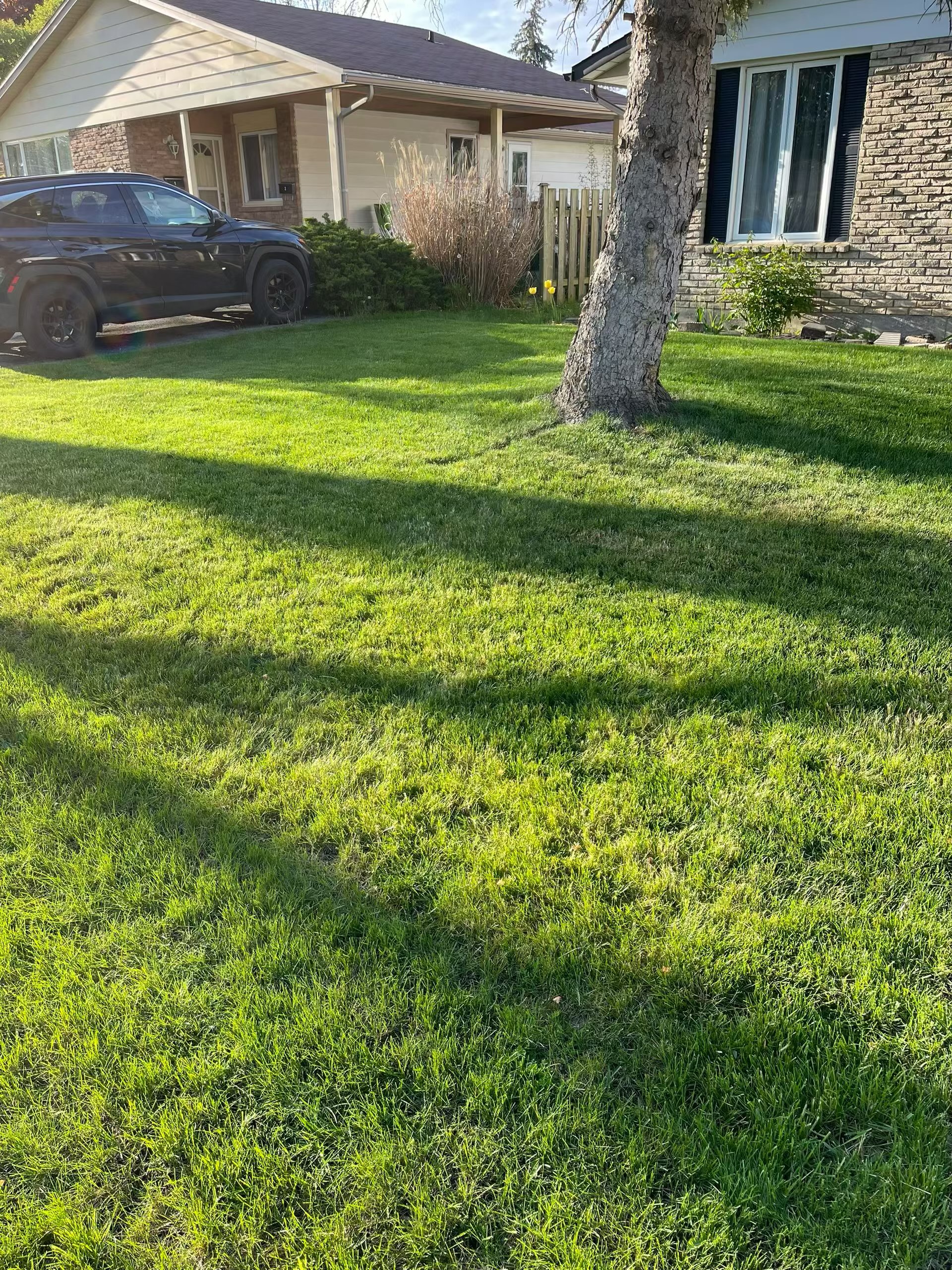 Lush front yard with mature tree and SUV in driveway