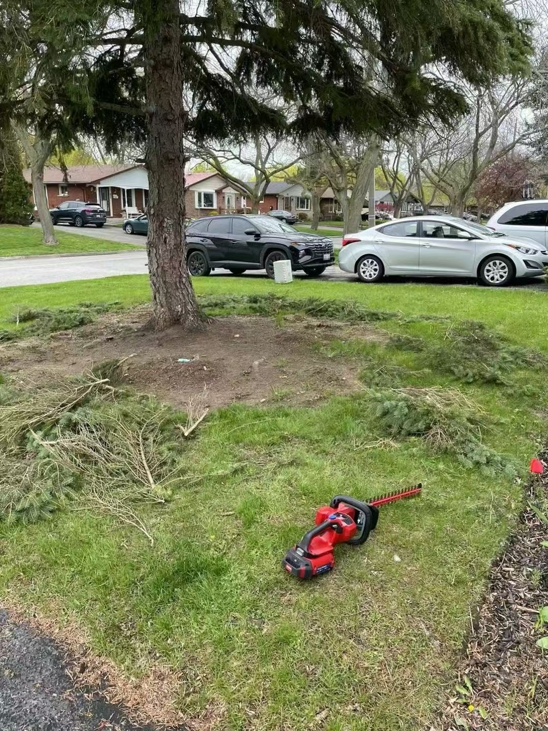 Lawn debris cleared around tree base with red trimmer in foreground
